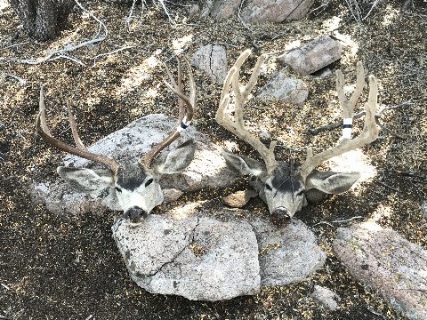 Mule Deer