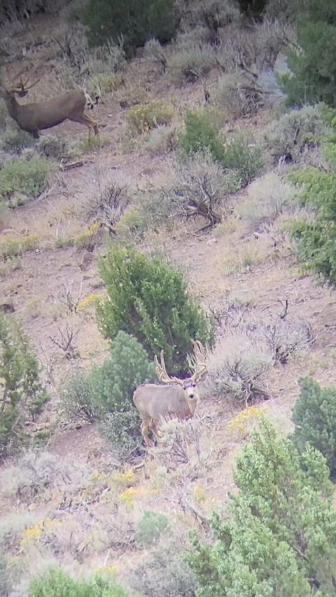Mule Deer photo 1