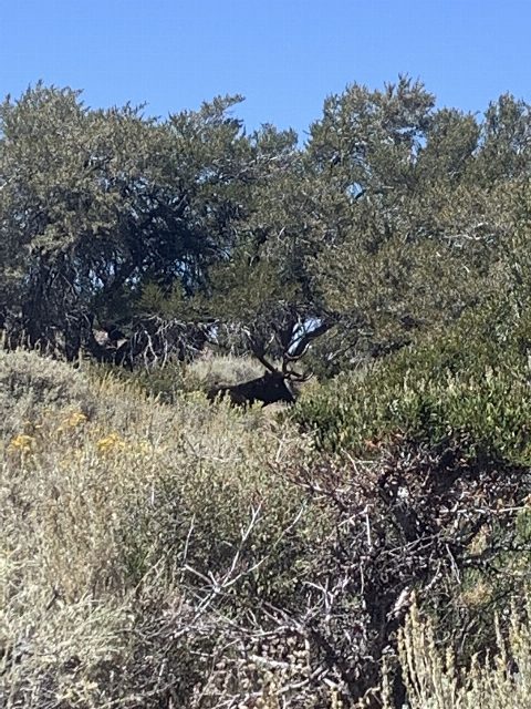 Rocky Mountain Elk photo 3