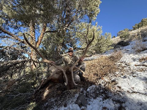 Rocky Mountain Elk photo 1
