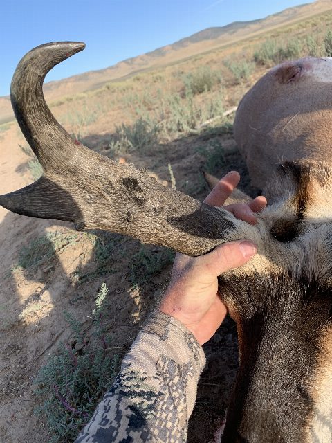 Antelope photo 7