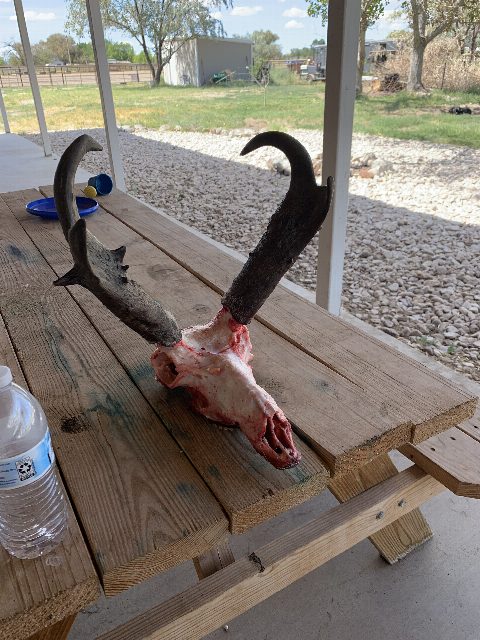 Antelope photo 6