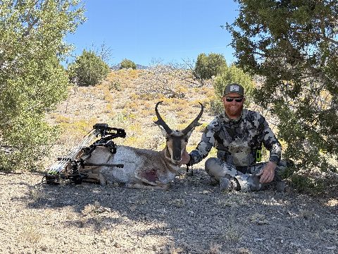 Antelope photo 3