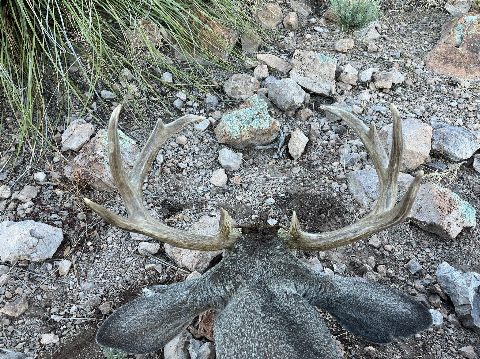 Mexico Hunts photo 17