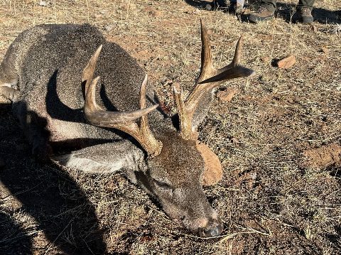 Mexico Hunts photo 15